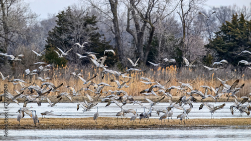 Sandhill Cranes photo