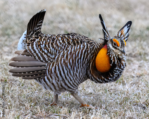 Greater Prairie-Chicken male in full display