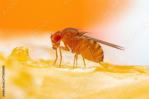 Tropical Fruit Fly Drosophila Diptera Parasite Insect Pest on Fruit Macro