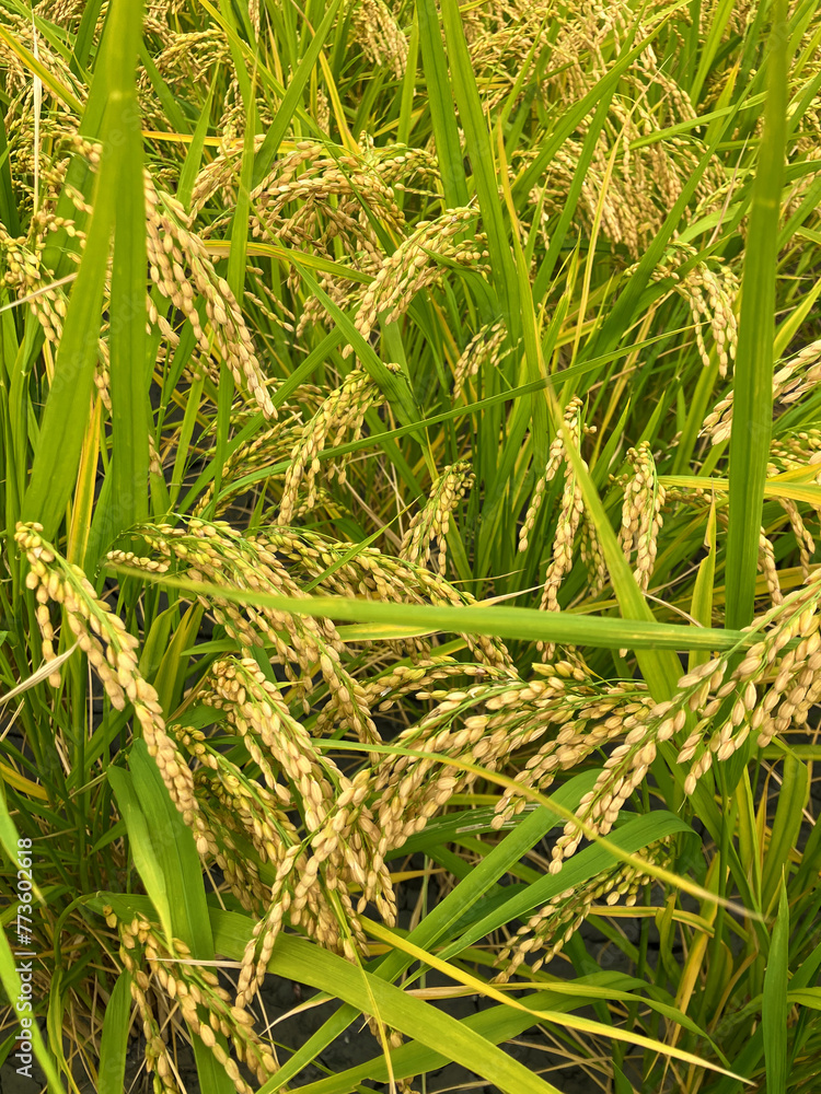 Japanese agriculture, the ears of harvested in autumn are beautiful as they shake in the wind Japanese agriculture, the ears of harvested in autumn are beautiful as they shake in the wind