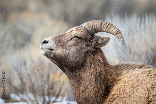 Young bighorn ram showing off his profile in the this portrait taken in the mountains of Wyoming USA during winter.