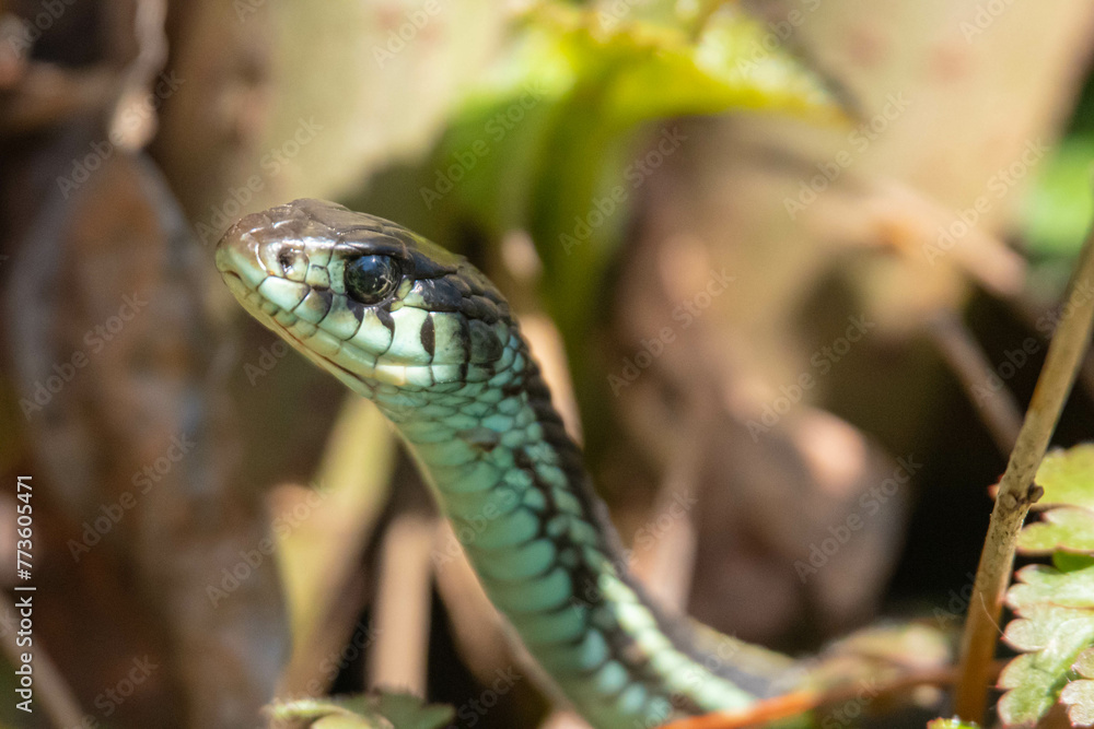 Fototapeta premium Garter Snake Portrait