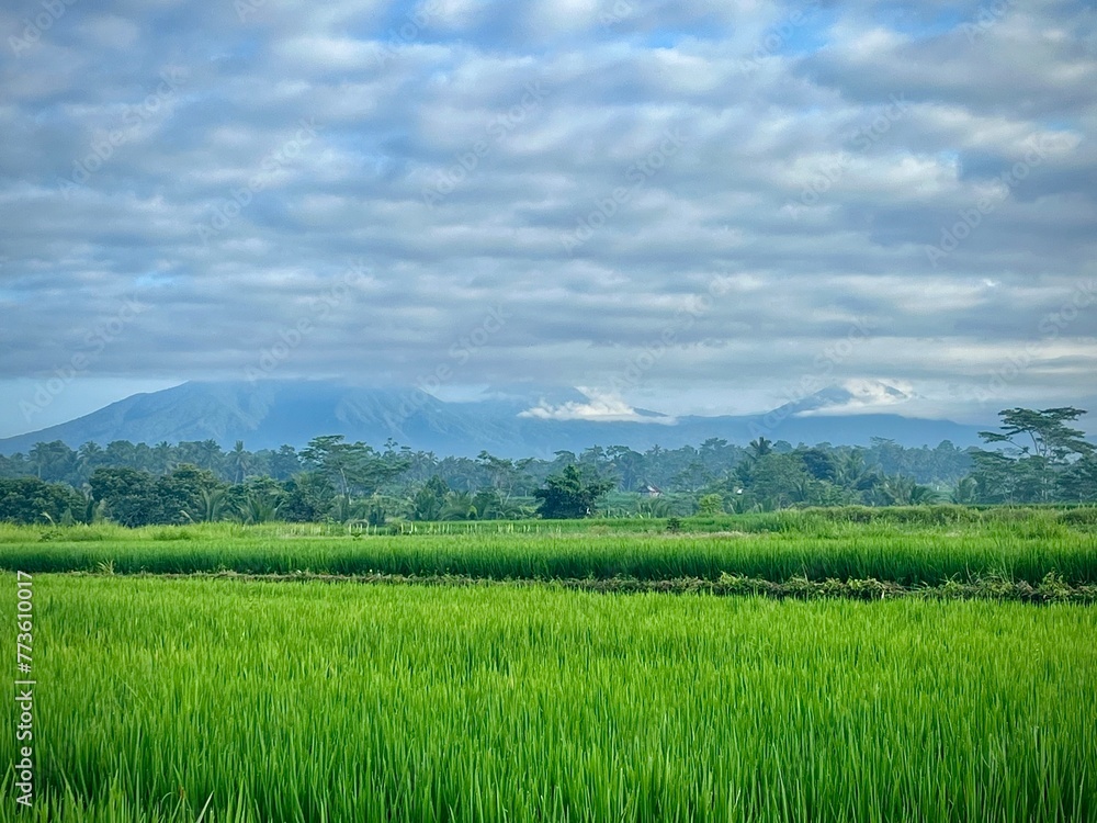 Fototapeta premium green rice fields and mountain in the morning
