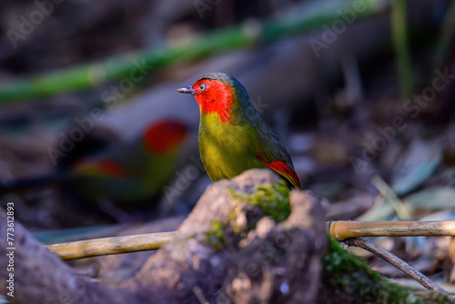 Scarlet-faced Liocichla - Liocichla ripponi is a bird in the Leiothrichidae family on branch live in nature. photo