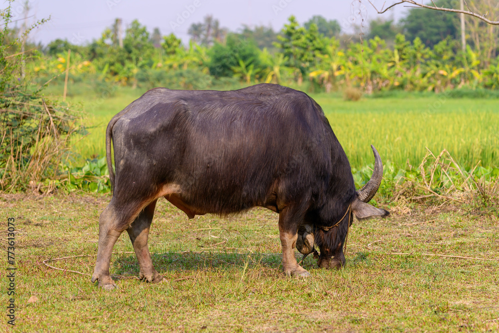Thai buffalo eating grass is raised and released in the meadow. Thai buffalo eating grass is raised and released in the meadow.