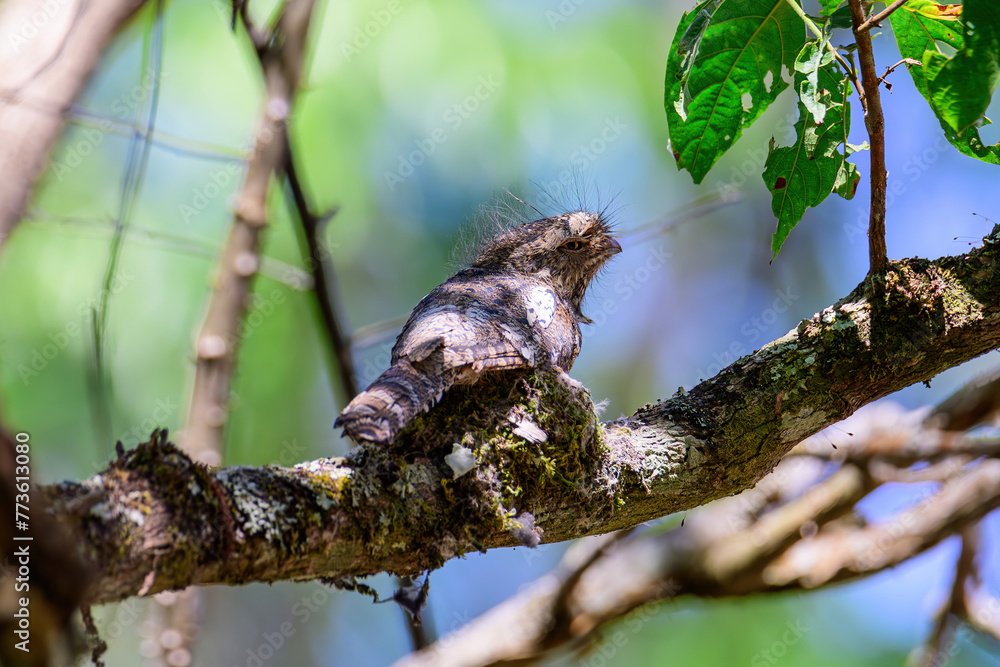 Hodgson's Frogmouth Bird or Batrachostomus hodgsoni incubates juveniles in the nest on the tree. Hodgson's Frogmouth Bird or Batrachostomus hodgsoni incubates juveniles in the nest on the tree.