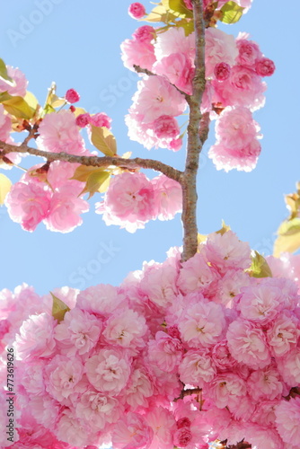 満開の八重桜（紅華）　青空背景 photo