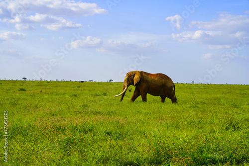 A Lone Elephant in the grass at Tsavo East National Park, Kenya, Africa