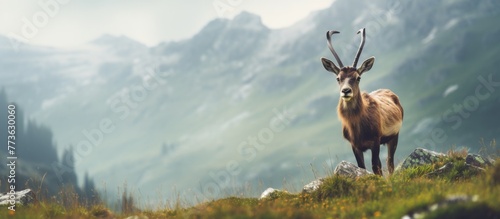 A majestic deer standing gracefully on a lush green hill with towering mountains in the distant background