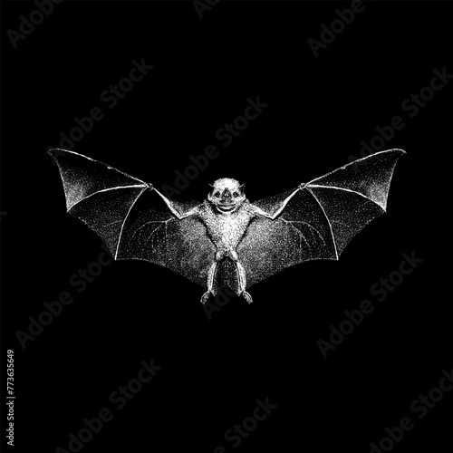 Fotografie Honduran White Bat hand drawing vector isolated on black background