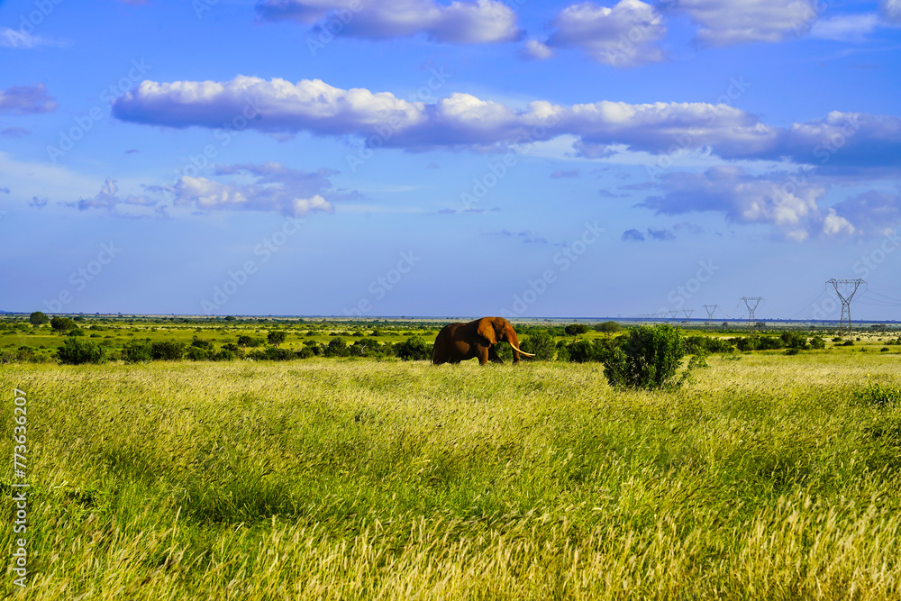 Fototapeta premium A Bright red coloured Tsavo Elephant crosses the Savanna at Tsavo East National Park, Kenya, Africa