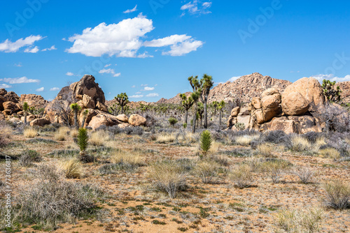Beautiful landscape with Joshua Trees and accumulation of rock formations in the Joshua Tree National Park in Southern California © Victoria