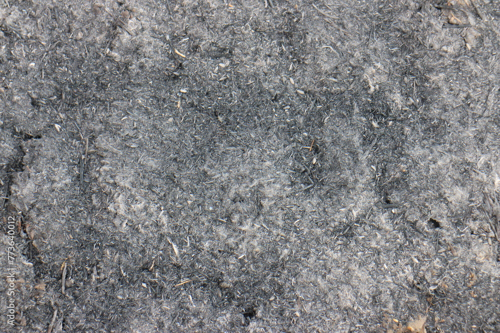 Black burnt grass, consequences after fire, soil damaged by fire and high temperatures. Vintage background close-up. Horizontal photography. Black burnt grass, consequences after fire, soil damaged by fire and high temperatures. Vintage background close-up. Horizontal photography.