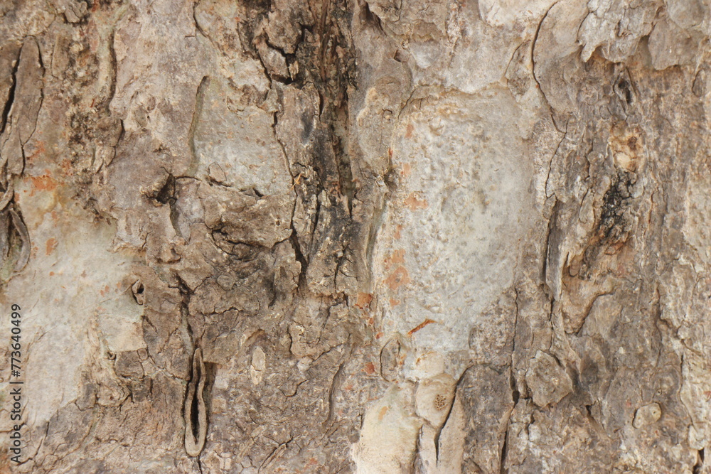 The bark of a large tree. Tree bark texture background. The bark of a large tree. Tree bark texture background.