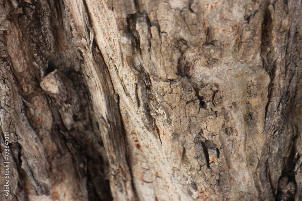 The bark of a large tree. Tree bark texture background. The bark of a large tree. Tree bark texture background.