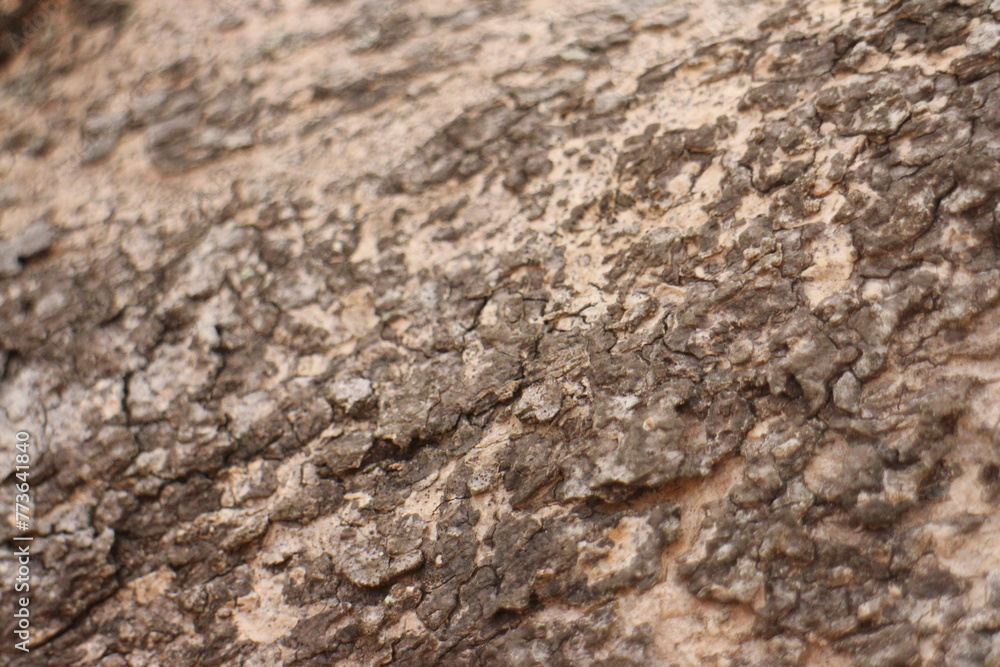 Tree bark texture background. The bark of a large tree Tree bark texture background. The bark of a large tree
