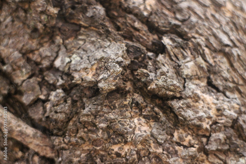 Tree bark texture background. Natural wooden background. The bark of a large tree Tree bark texture background. Natural wooden background. The bark of a large tree