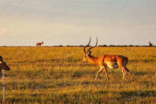 Fototapeta Naklejka Na Ścianę i Meble -  Male Impala in the evening sun in Maasai Mara, Kenya, Africa
