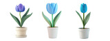 3D icon of a blue tulip in a pot on transparency background PNG
