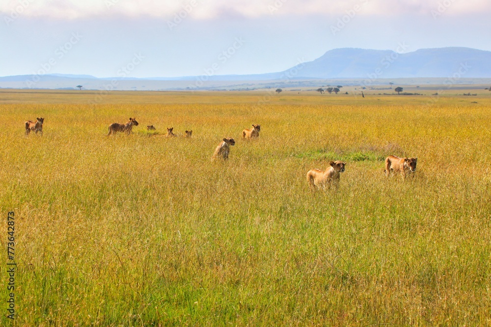 A Pride of Lioness hunt for game in the vast grasslands of the Maasai Mara Game reserve, Kenya, Africa