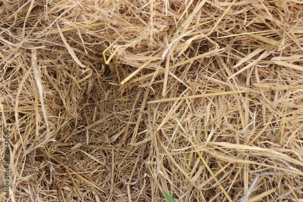 Close up of ground. Texture of straw.