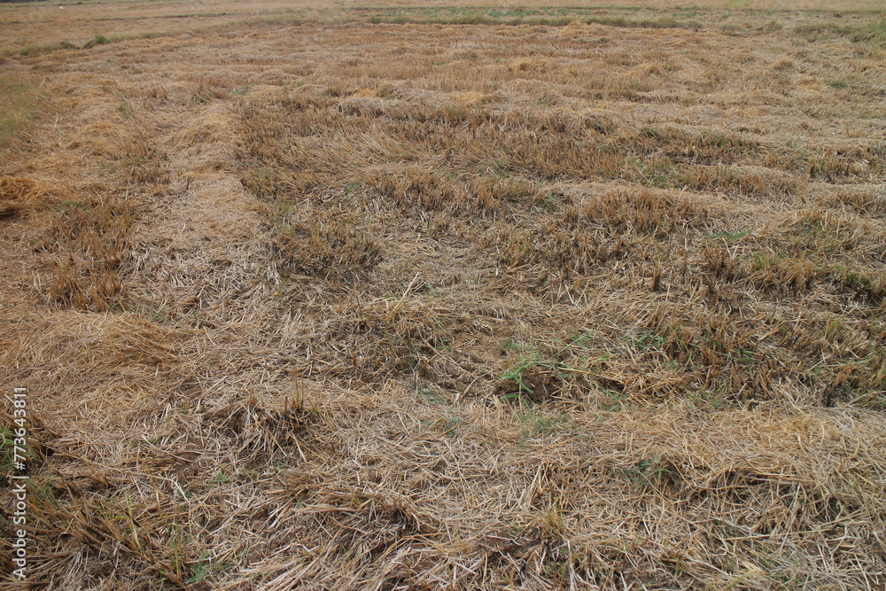 Close up of ground. Texture of straw. Close up of ground. Texture of straw.