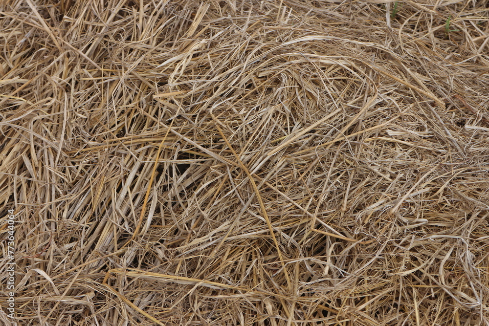 Close up of ground. Texture of straw. Close up of ground. Texture of straw.
