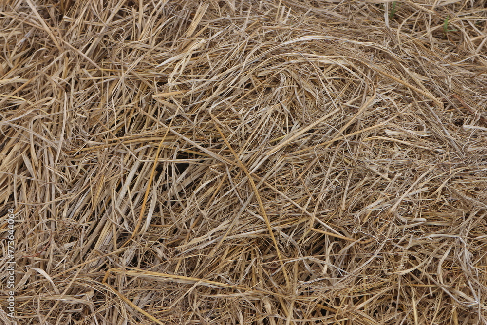 Close up of ground. Texture of straw.