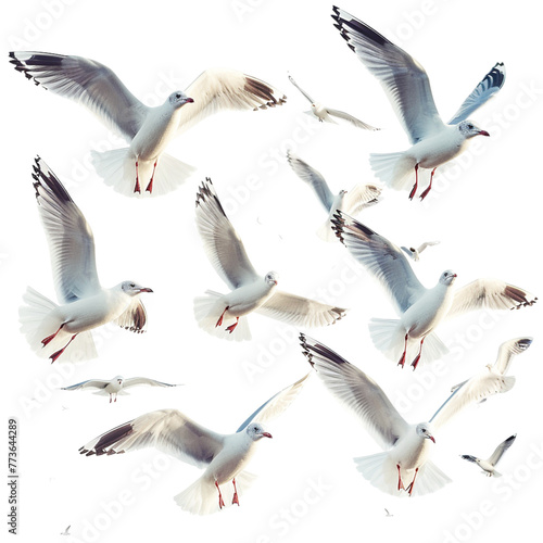 Seagulls flying isolated on white
