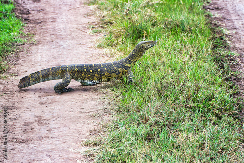 A Nile Monitor lizard with a broken tail on the game trails in Maasai Mara Game reserve,Kenya, Africa