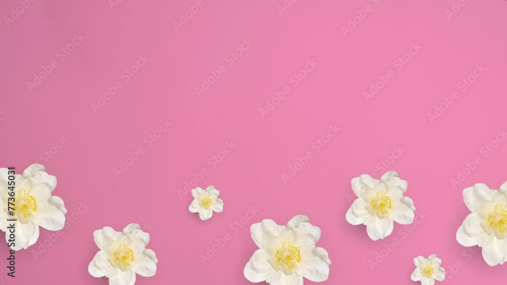 rotating white flowers on solid background, 4K motion, suitable for spring celebrate, background video,etc. rotating white flowers on solid background, 4K motion, suitable for spring celebrate, background video,etc.