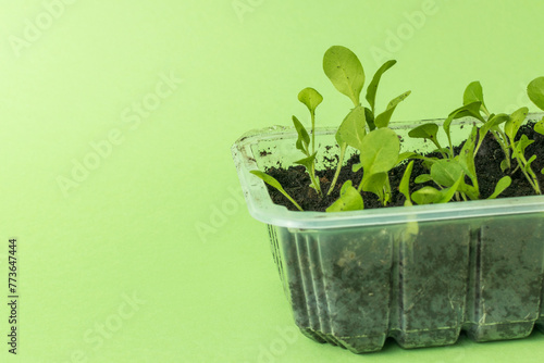 Flower seedlings in a plastic container.