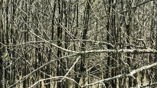 Wallpaper Mural Dense bare branches in Bell Slough Wildlife Area, Arkansas, serene and natural setting, daylight Torontodigital.ca