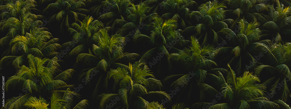 aerial view of coconut trees field in the sunrise