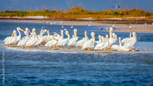 Pod of pelicans