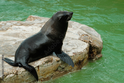 southern sea lion on the Atlantic Ocean, Mar Del Plata, Argentina, 25.03.2024