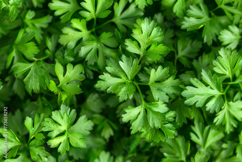 Texture made from bright green parsley plants. Spices. Ecological correct vitamin nutrition