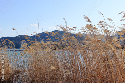 Fotografía 冬を越した瀬田川沿いのヨシ