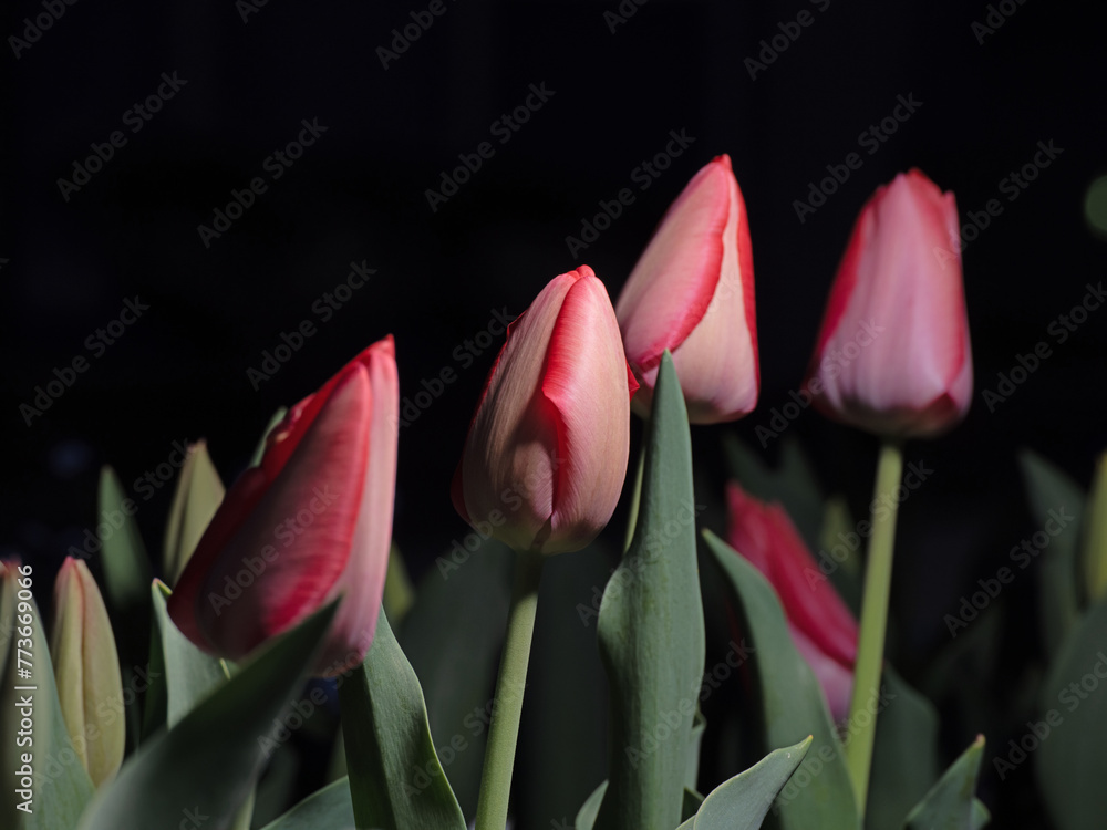 Naklejka premium Tokyo,Japan - April 2, 2024: Closeup of red tulip flowers at night