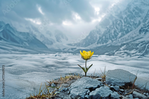 A Beacon of Resilience: A Solitary Flower Blooming in the High Mountains, Symbolizing the Strength and Beauty of Life Amidst Snow and Harsh Conditions photo