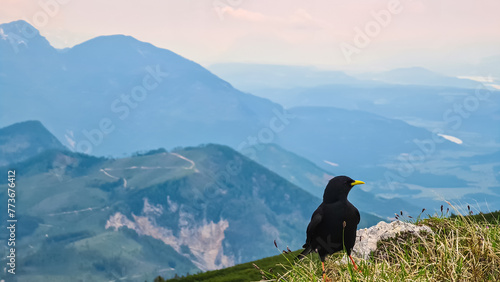 Close up view of black raven on top of Feistritzer Spitze (Hochpetzen) with scenic view of majestic mountain peaks Karawanks and Julian Alps, Carinthia, border Austria Slovenia. Hiking trail Petzen photo