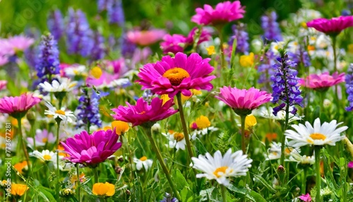field of flowers  wallpaper  Close up meadow flowers and daisies bloom in abundance with hues of pink purple and white. 