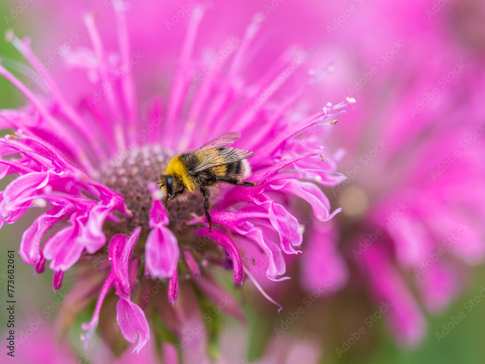 Bumblebee collecting nectar from monarda flower macro photography on a summer day. Bumblebee collecting nectar from monarda flower macro photography on a summer day.