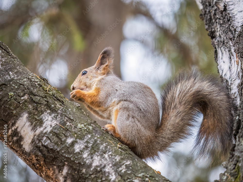 The squirrel with nut sits on tree in the autumn. Eurasian red squirrel, Sciurus vulgaris.