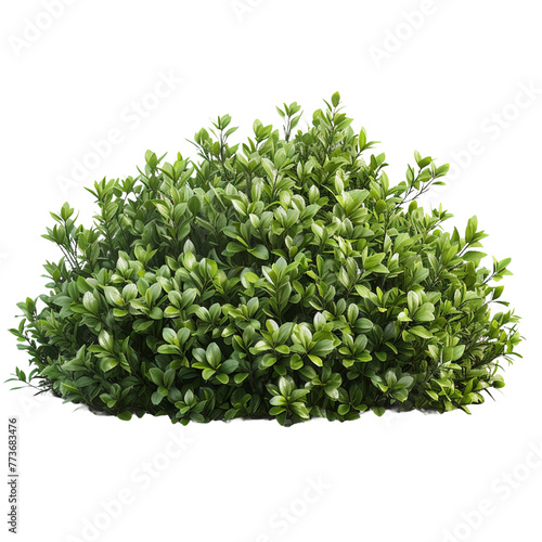 green bush isolated on white background 