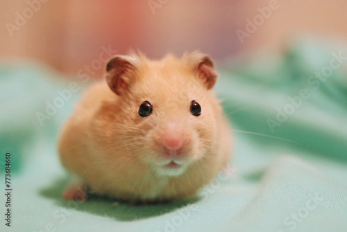 Syrian hamster close-up