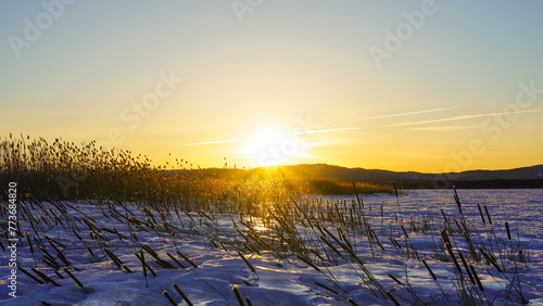 The reeds on the lake are swaying in the rays of the bright sun at sunset. Beauty is in nature. Winter landscape. 