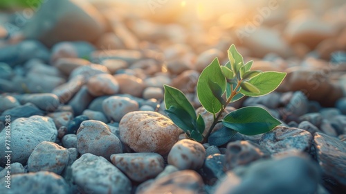 A small plant with green leaves emerging from a pile of rocks in sunlight