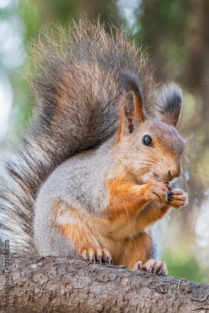 The squirrel with nut sits on tree in the autumn. Eurasian red squirrel, Sciurus vulgaris. The squirrel with nut sits on tree in the autumn. Eurasian red squirrel, Sciurus vulgaris.