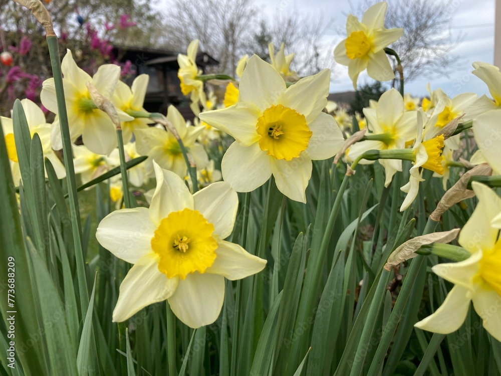 Obraz premium Narzissen blühen im Garten im Frühling